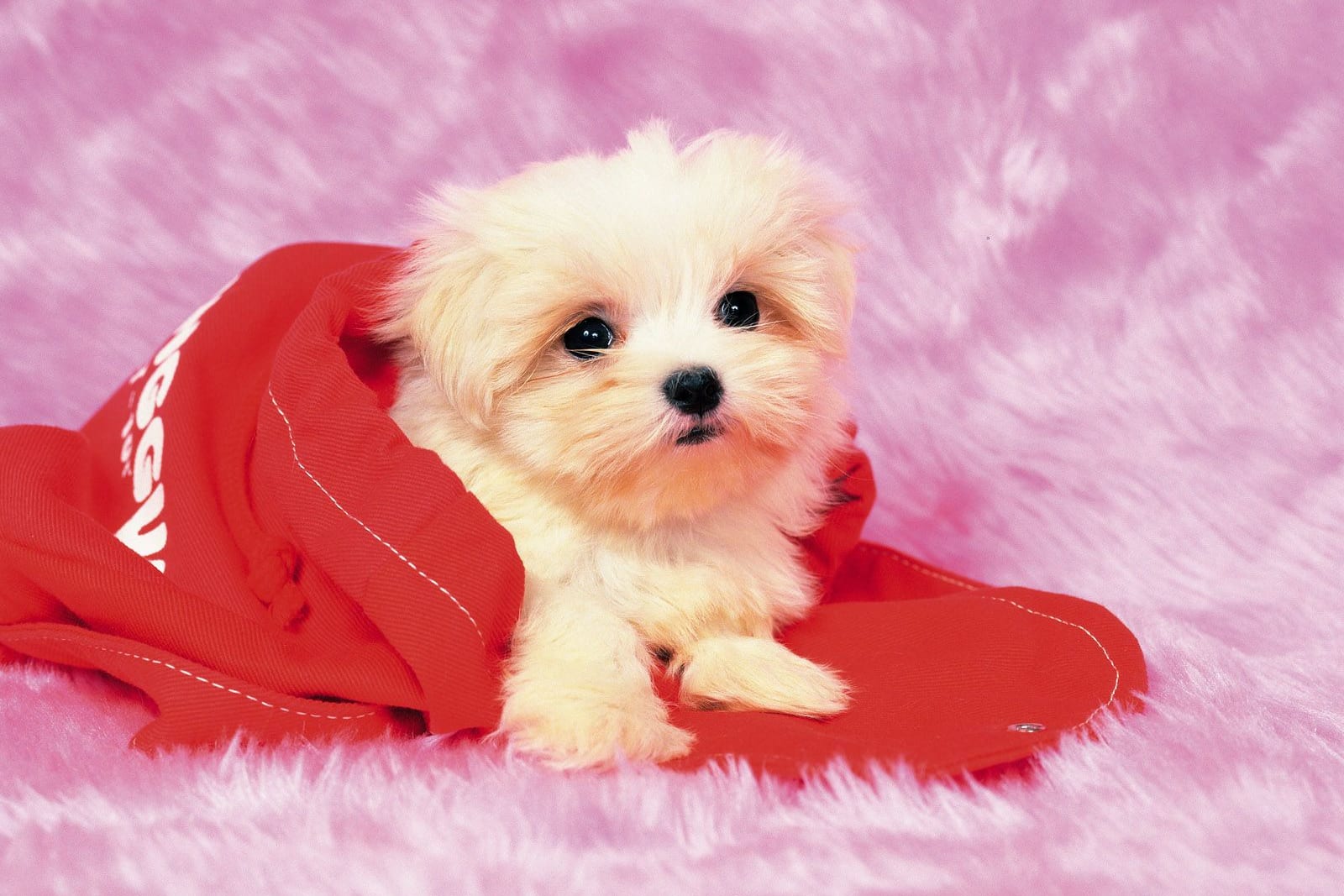 目のまわりに長い毛がかかり、目の下が染まりはじめた白いマルチーズの子犬。毛が涙の出口をふさぐ例