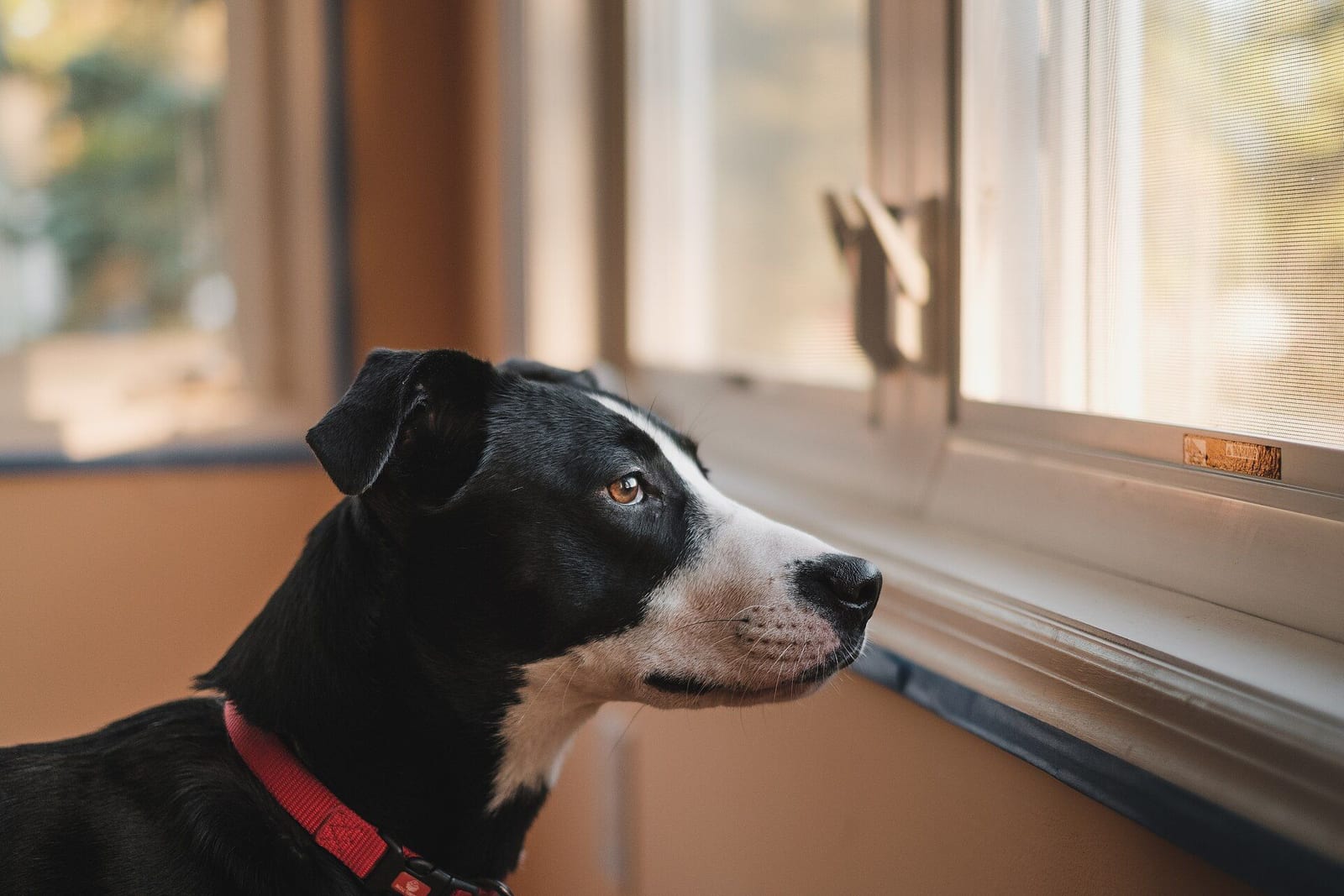 窓の外をじっと見つめる犬