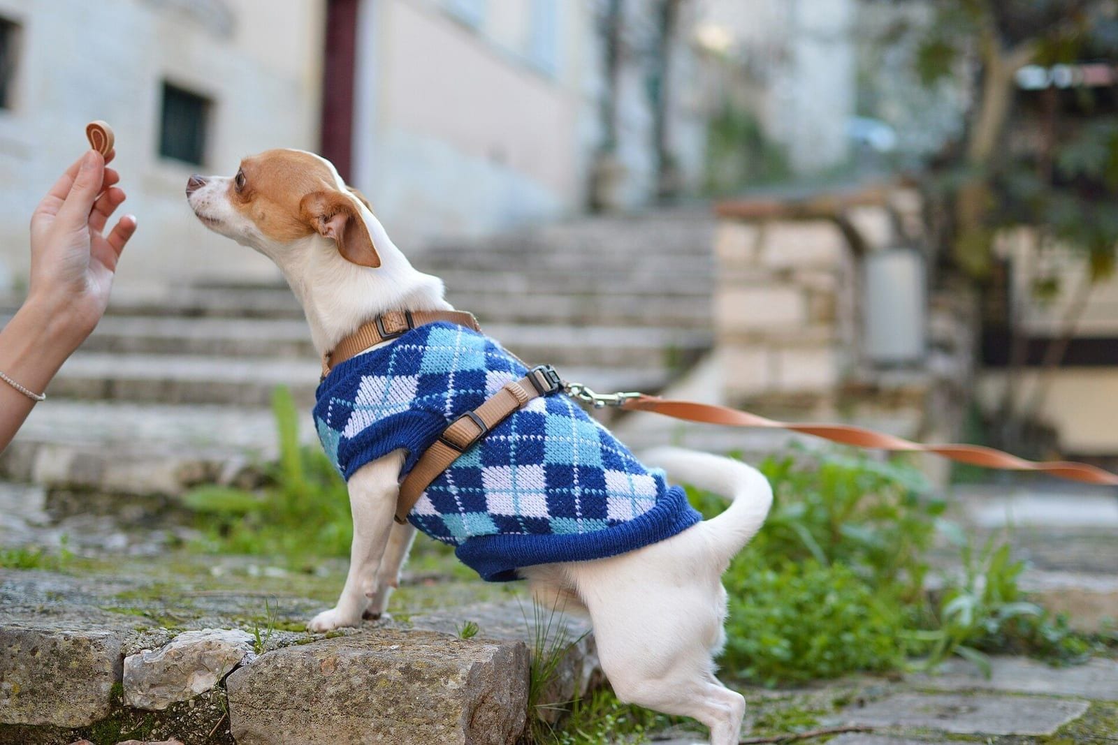 屋外の石段で、差し出されたおやつを見上げるセーターを着た小型犬
