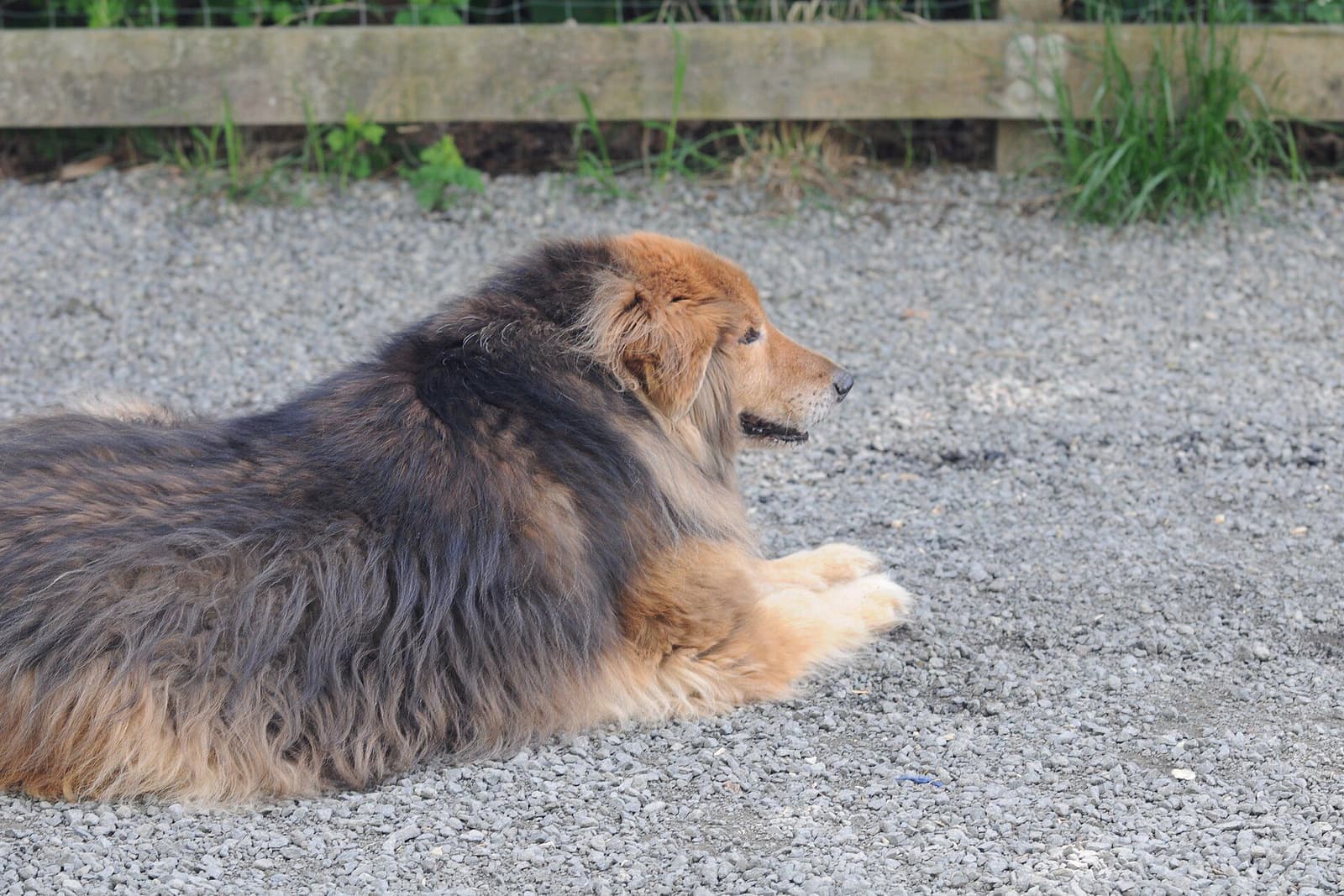 砂利の上で前足をそろえて伏せ、静かに前を見ている長毛の犬